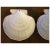 Neoclassical Antique 19th Century Wedgwood Conchology Pearlware Pink Scallop Sea Shell Bowls - a Pair For Sale - Image 3 of 10