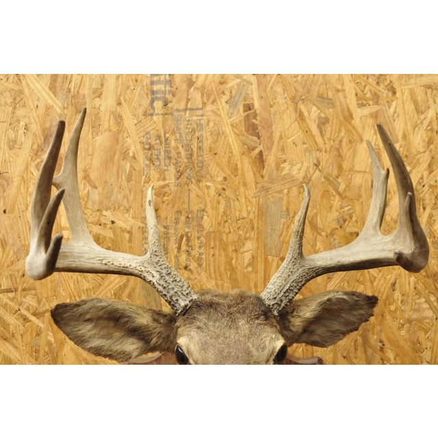 Vintage Red Deer Shoulder Mount Antler Horn Rack Taxidermy Cabin Wall ...