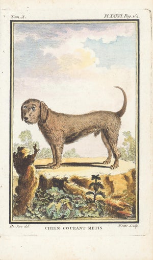 1758 Buffon Dog Engraving "Chien Courant Métis" (Mixed Breed Hound Dog)