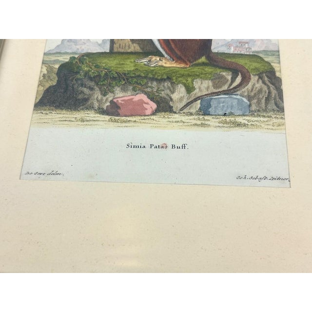 Johan Sebastian Leitner, Monkey, 1775, Copperplate Engraving For Sale - Image 7 of 13