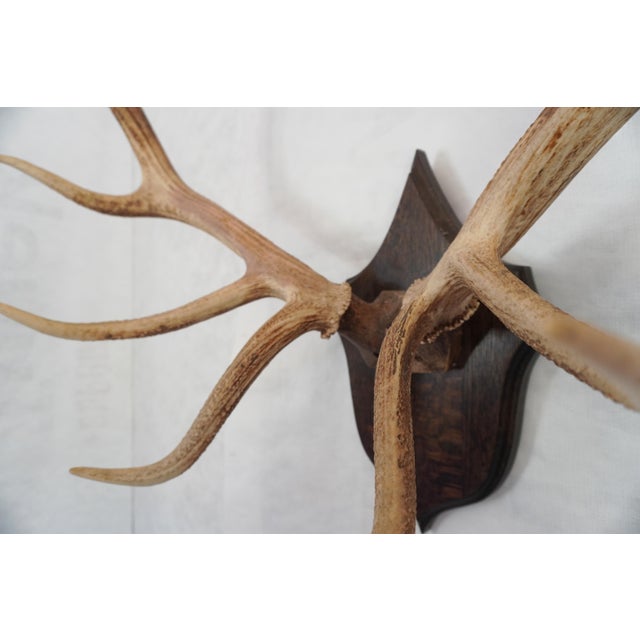 Elk Antler Mounted on Wooden Plaque For Sale - Image 9 of 16