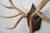 Elk Antler Mounted on Wooden Plaque For Sale - Image 9 of 16