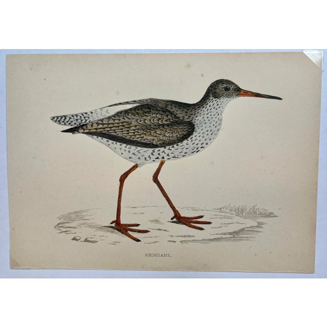 Antique Bird Print From England Showcasing a Red Shank - Circa 1880. Print measures 7 3/4” W x 4 3/4” T Attached to an 11...