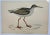Antique Bird Print From England Showcasing a Red Shank - Circa 1880. Print measures 7 3/4” W x 4 3/4” T Attached to an 11...