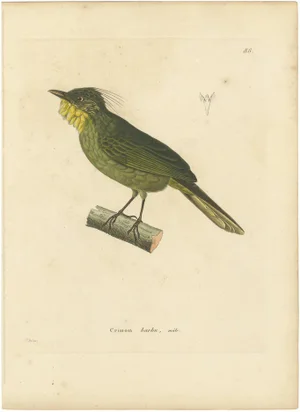 Bearded Barbet, 1808, Paper