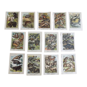Antique 19th Century Animal/Mammal Lithographs - Set of 13