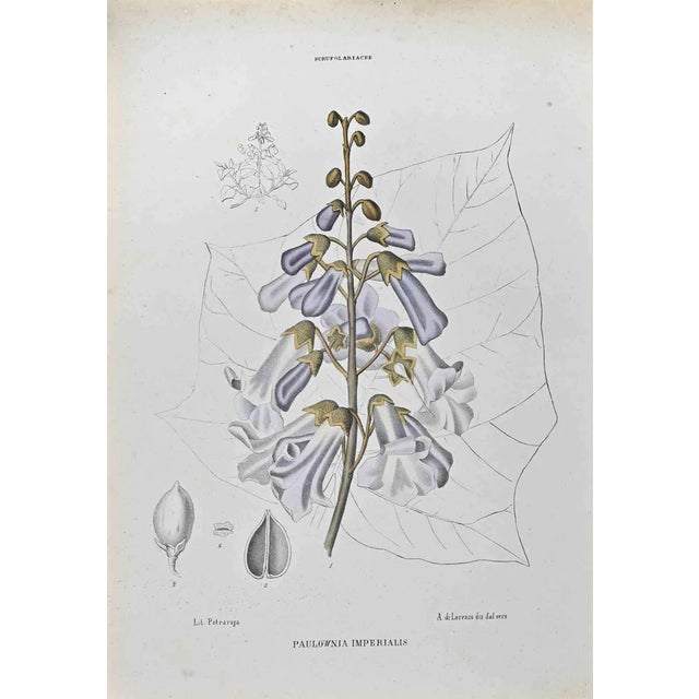Vincenzo Tenore, Paulownia Imperialis, Lithograph, 1870s For Sale