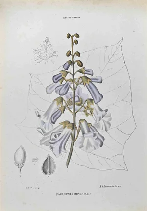 Vincenzo Tenore, Paulownia Imperialis, Lithograph, 1870s