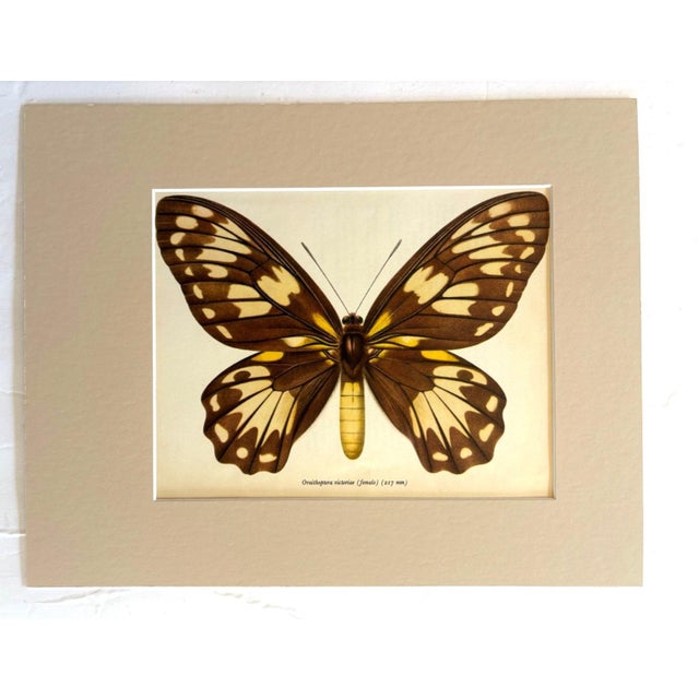 Realism Vintage 1965 Butterfly Print in 11x14 Mat: Ornithoptera Victoriae (Female), EUC For Sale - Image 3 of 3