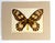 Realism Vintage 1965 Butterfly Print in 11x14 Mat: Ornithoptera Victoriae (Female), EUC For Sale - Image 3 of 3