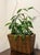 Woven Rattan Magazine Basket For Sale - Image 11 of 11