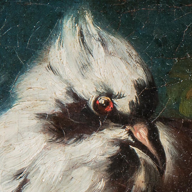 Domenico Guidobono, Living Nature with Pigeon, 18th-17th Century, Oil on Canvas, Framed For Sale - Image 3 of 12