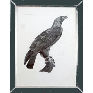 Description De l'Égypte Imperial Eagle Engraving, Savigny, Barraband, Circa 1826 For Sale