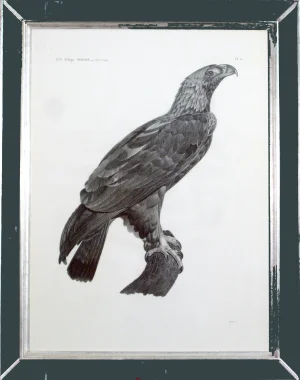 Description De l'Égypte Imperial Eagle Engraving, Savigny, Barraband, Circa 1826