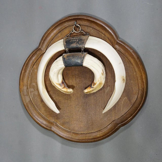 Large Vintage Wild Boar Tusk Trophy on Wooden Plaque, Germany 1970s For Sale - Image 4 of 8