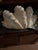 Coastal Faux Plaster Decorative Clam Shell For Sale - Image 3 of 12