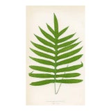 1870s, Cushioned Polypody Fern Print, Original Antique Fern Print, Color Engraving, England For Sale