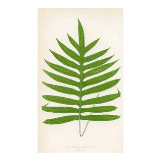 1870s, Cushioned Polypody Fern Print, Original Antique Fern Print, Color Engraving, England For Sale