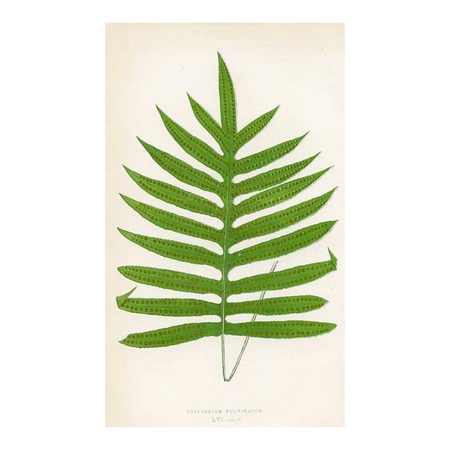 1870s, Cushioned Polypody Fern Print, Original Antique Fern Print, Color Engraving, England For Sale
