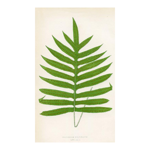 1870s, Cushioned Polypody Fern Print, Original Antique Fern Print, Color Engraving, England
