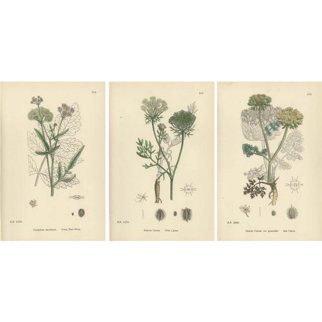 Sowerby, Botanical Trio Carrots, England, 1902, Prints, Set of 3 For Sale