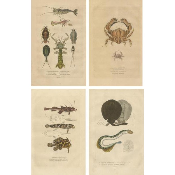 The collage for the catalogue features a curated selection of antique naturalist illustrations, each finely detailed and...