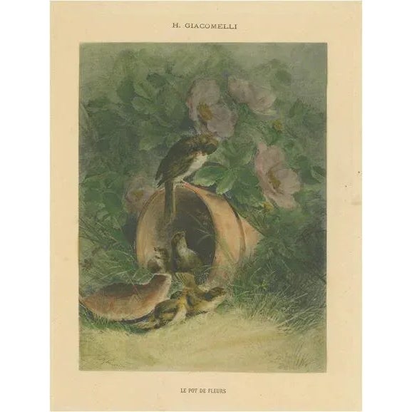 Paper Hector Giacomelli, Nestled Sparrows in a Broken Flower Pot, 1891, Paper For Sale - Image 7 of 7