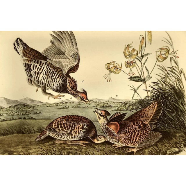 An original extremely collectible first octavo edition John James Audubon hand-colored royal octavo lithograph entitled...