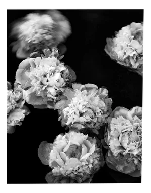 Ugne Pouwell, Peonies Afloat, 2024, Photography