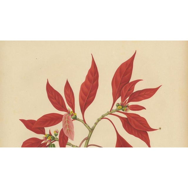 Berthe Hoola van Nooten, Poinsettia, 1880, Chromolithograph For Sale - Image 4 of 9