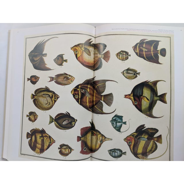 Albertus Seba's Cabinet of Natural Curiosities – Taschen Red & White Illustrated Book For Sale - Image 10 of 12