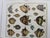 Albertus Seba's Cabinet of Natural Curiosities – Taschen Red & White Illustrated Book For Sale - Image 10 of 12