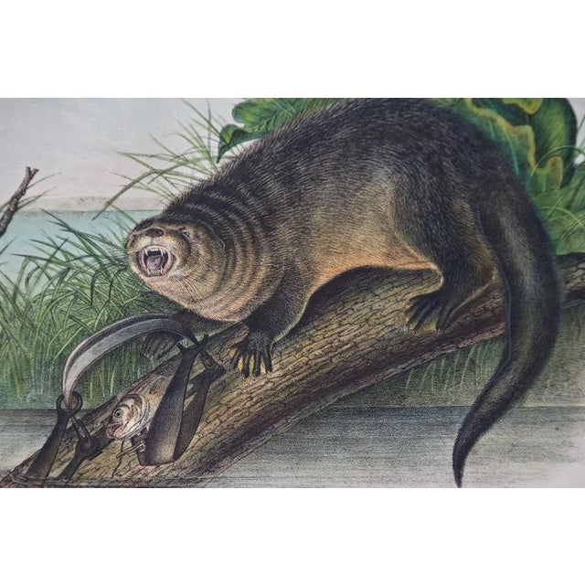 This is an original John James Audubon hand colored lithograph entitled "Canada Otter", No. 11, Plate LI, from John James...