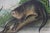 This is an original John James Audubon hand colored lithograph entitled "Canada Otter", No. 11, Plate LI, from John James...