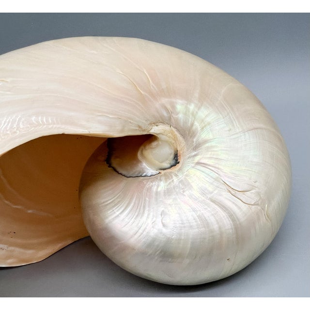 Large Natural Polished Nautilus Shell Specimen – Coastal / Organic Modern For Sale In Houston - Image 6 of 9