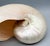 Large Natural Polished Nautilus Shell Specimen – Coastal / Organic Modern For Sale In Houston - Image 6 of 9