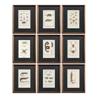 Early 19th Century Cabinet of Curiosities, Set of 9 | Buffon Natural History Engravings of Spiders, Insects & Reptiles For Sale