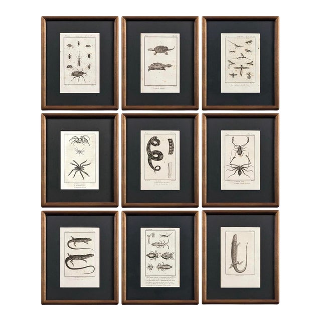 Early 19th Century Cabinet of Curiosities, Set of 9 | Buffon Natural History Engravings of Spiders, Insects & Reptiles For Sale