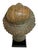 Thai Bronze Buddha Head Statue Vintage Ayutthaya Style Bust Sculpture Decor For Sale - Image 10 of 18