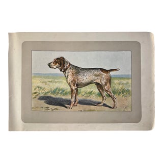 1907 French Photogravure Print of “Le Braque Charles X” Hunting Dog - For Sale