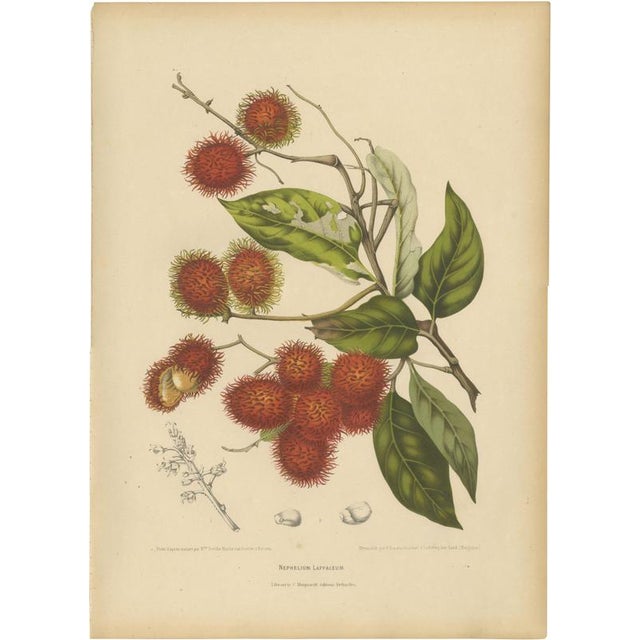 Berthe Hoola van Nooten, Rambutan, 1880, Chromolithograph For Sale - Image 9 of 9