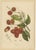 Berthe Hoola van Nooten, Rambutan, 1880, Chromolithograph For Sale - Image 9 of 9