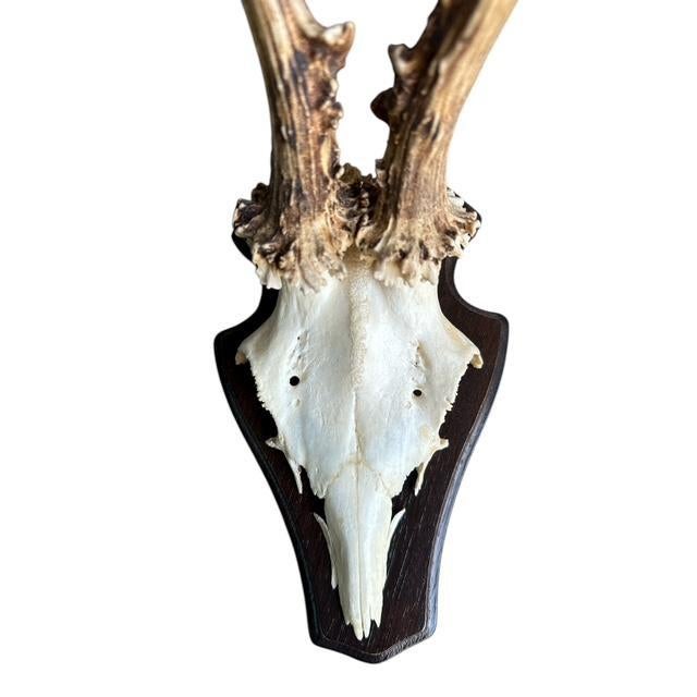 Cabin 1980s Roe Deer Trophy #4 Black Forest Antlers Taxidermy For Sale - Image 3 of 5