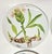 Illustration Asian Botanical Plates- Set of Four For Sale - Image 3 of 12