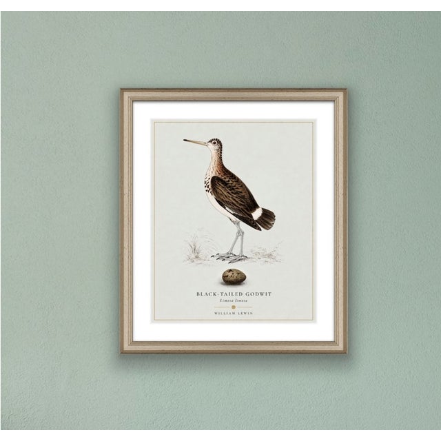 William Lewin 1789 Waterbirds Fine Art Gallery Board Print - Black Tailed Godwit For Sale - Image 9 of 13