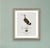 William Lewin 1789 Waterbirds Fine Art Gallery Board Print - Black Tailed Godwit For Sale - Image 9 of 13