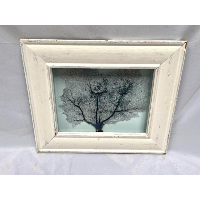 Natural sea fan hand dyed and displayed in a custom shadow box behind glass. The frame was created from salvaged wood...