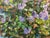 Paper 1970s Oil Painting Lilac Near the House Dziuban Ivan Feodosievich For Sale - Image 7 of 12