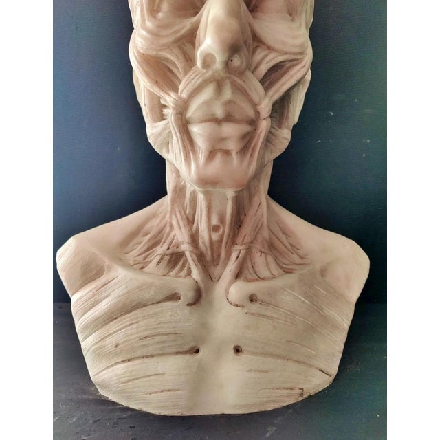 After Houdon, Anatomical Bust, Carrara Marble For Sale - Image 9 of 12