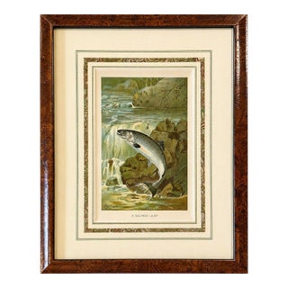 Salmon Leap Antique Sporting Fish Print, Circa 1899, Framed For Sale